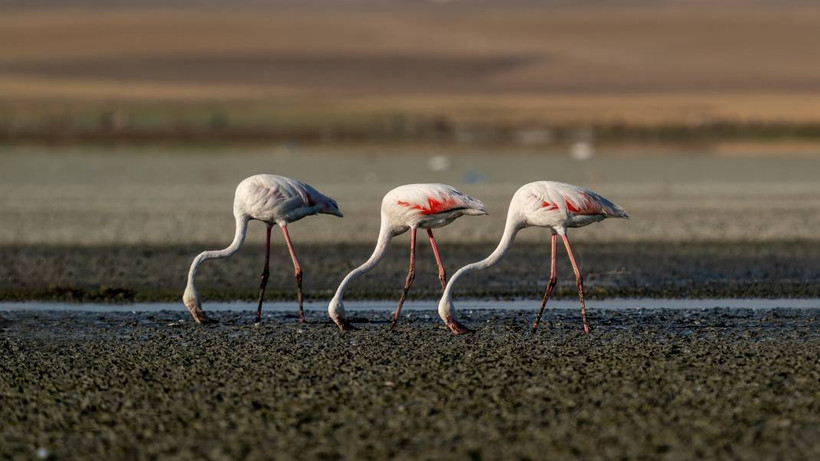 Tuz Gölü, 5 bin yavru flamingoya ev sahipliği yapıyor - Resim: 6